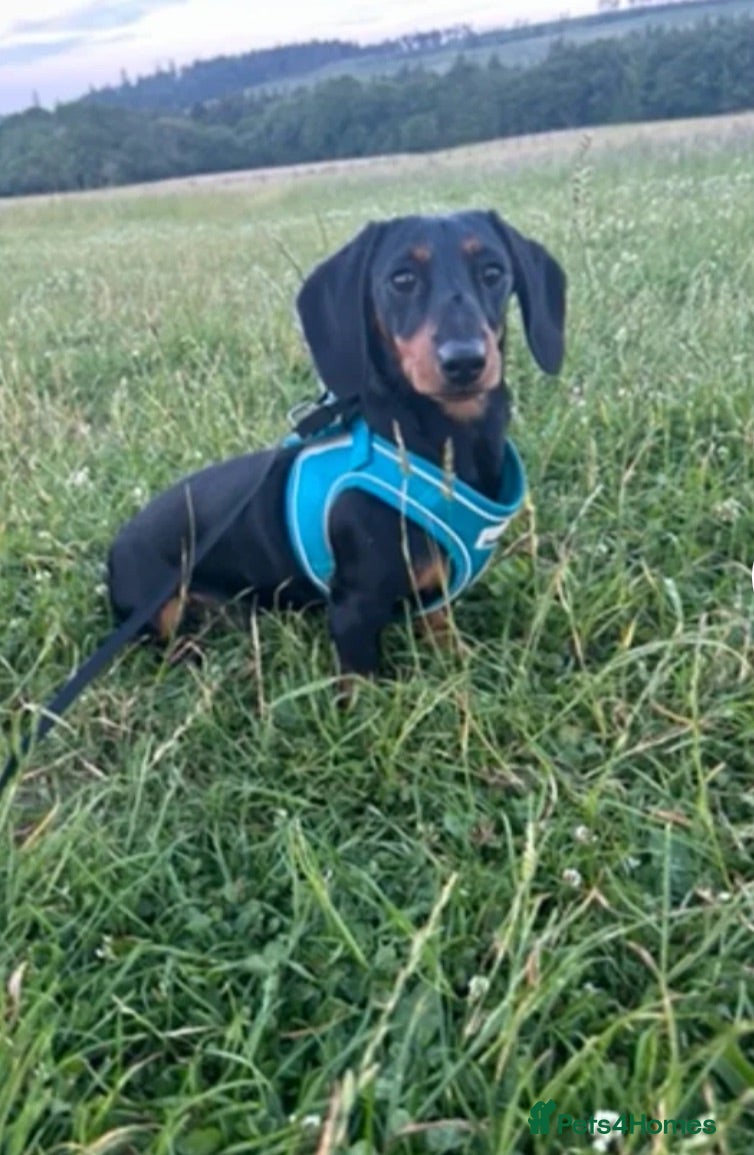 Miniature Dachshund dogs Cooper  - Advert 6