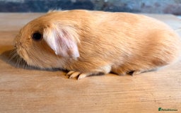 Guinea Pig rodents for sale: Beautiful Purebred Buff Guinea Pigs - Advert 3