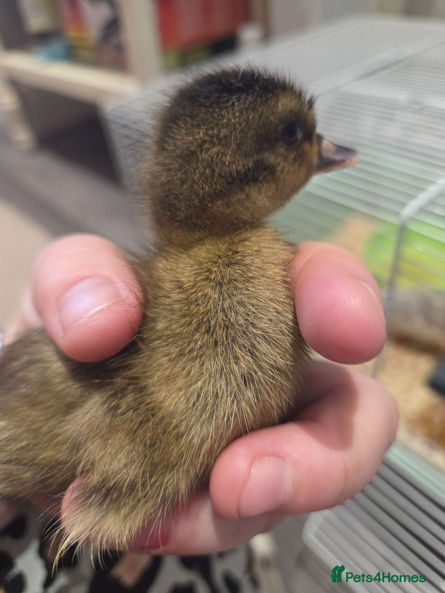 Ducks poultry for sale: Gorgeous unsexed ducklings, 1 week old. - Advert 2