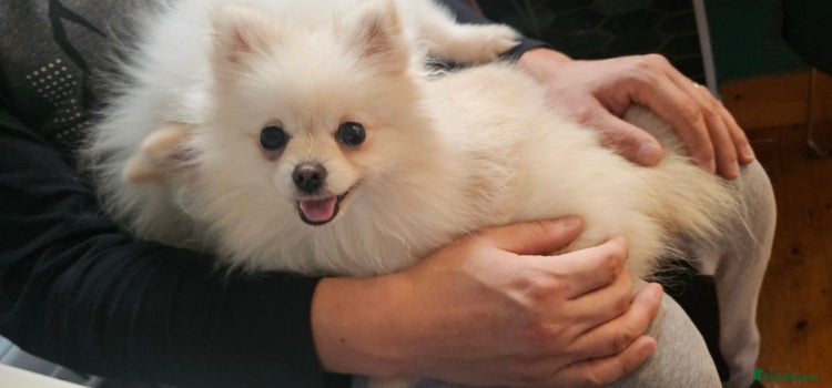 Pomeranian dogs - Advert 1