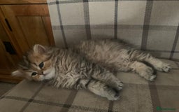 Persian cats for sale: 7 x beautiful persian kittens ready Thursday 14/08 - Image 17