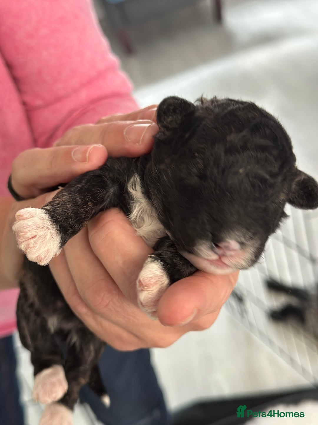 Poochon dogs for sale: Poochon puppies  - Image 27
