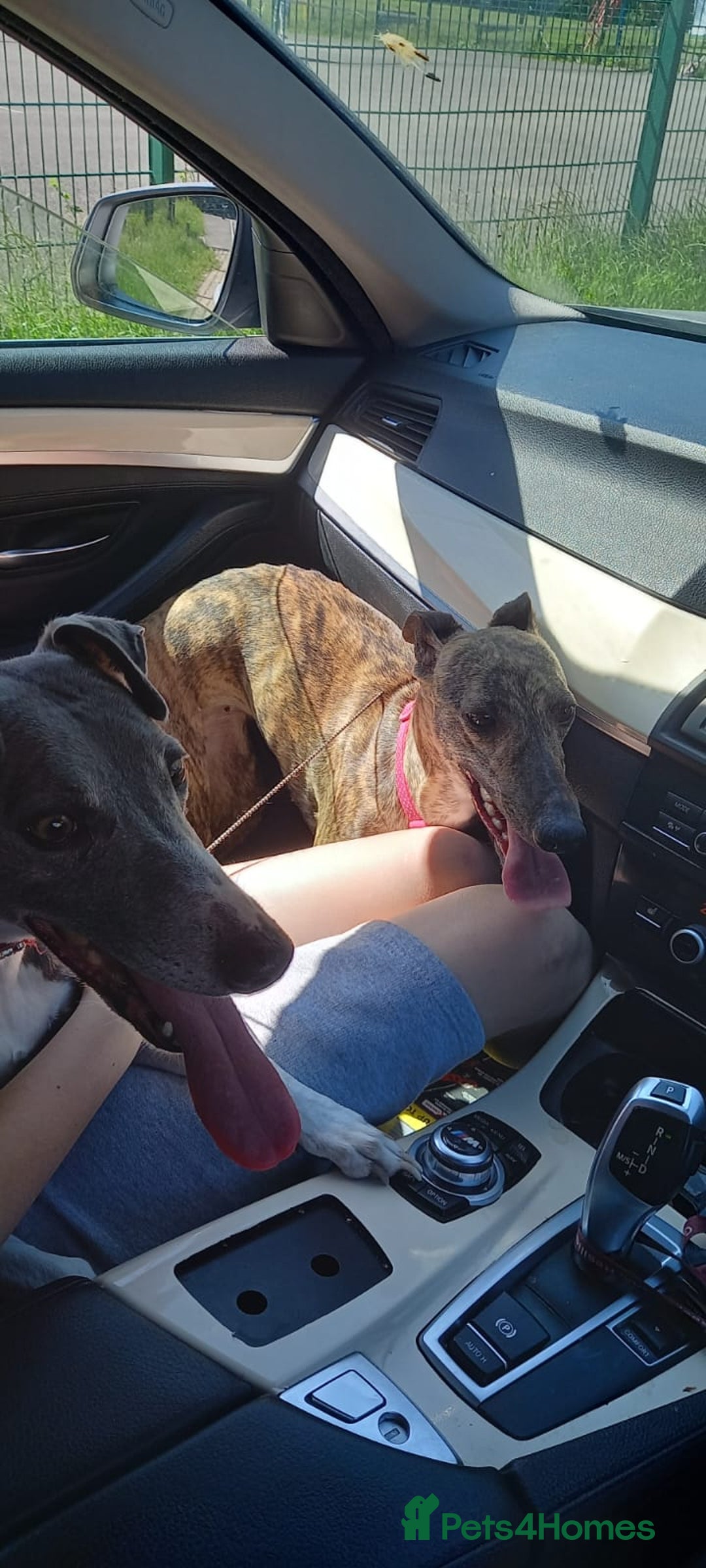 Whippet dogs for sale: *LAST MALE PUPPY* Beautiful KC Registered Puppies - Image 25