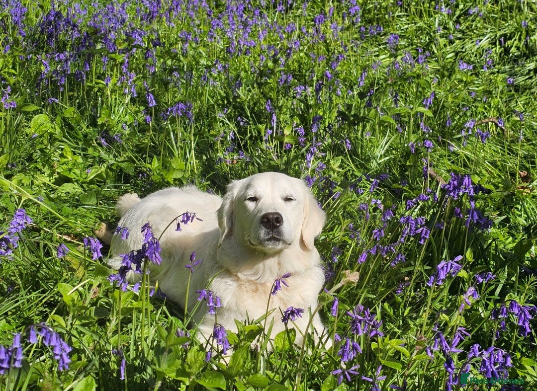 Golden Retriever dogs for sale: 🐾 Golden Retriever Puppies Available Soon! 🐾 - Advert 6