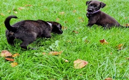 Mixed Breed dogs for sale: Dutch shepherd X pointer puppies  - Advert 2