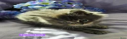 Maine Coon cats for sale: Pure maincoons ready 17/10/26 in Market Drayton - Advert 22