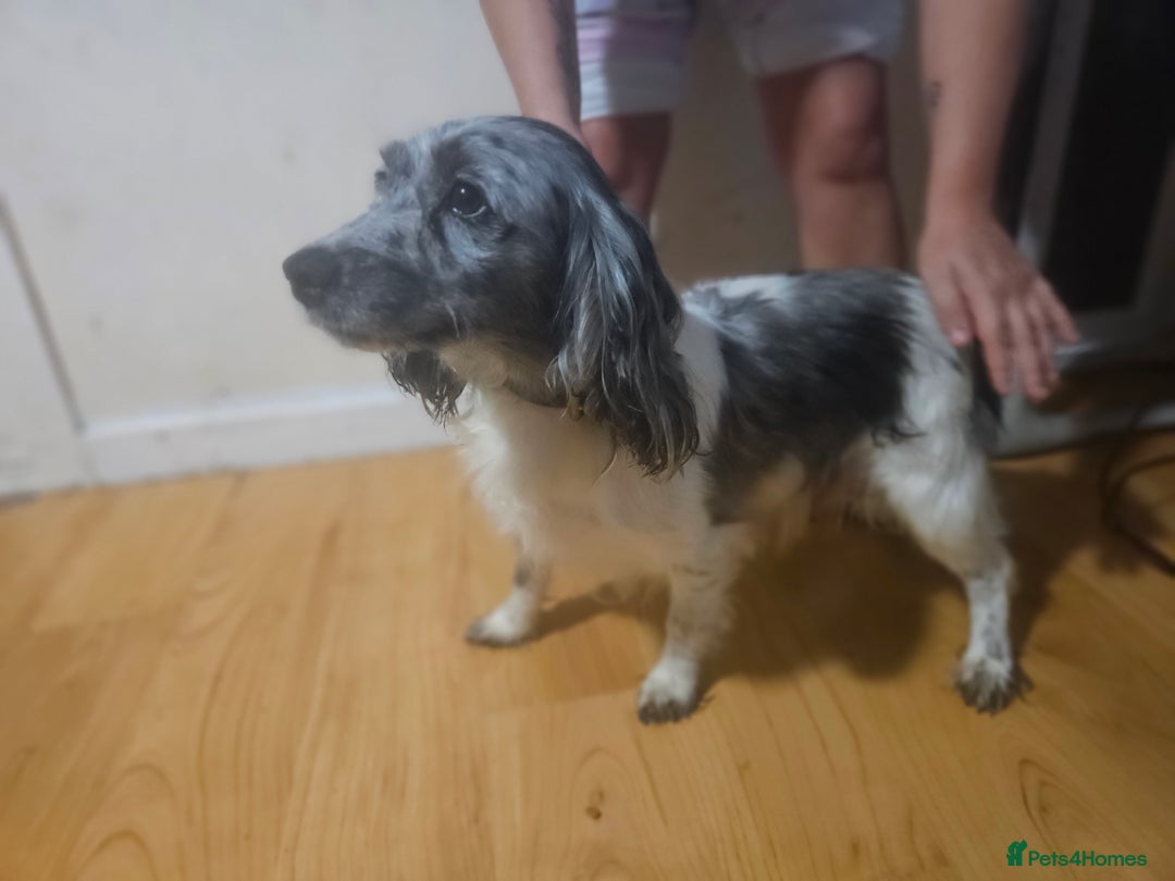 Cocker Spaniel dogs for sale: Beautiful Mixed Colour Cocker Spaniel Puppies - Image 8