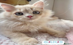 British Shorthair cats for sale: 🌞 last kitten Reduced PRICE British L/H boy  🐾 - Image 10