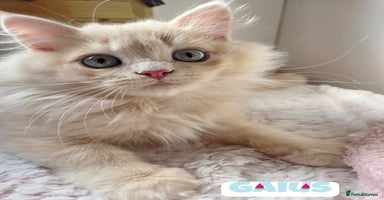 British Shorthair cats - Advert 9