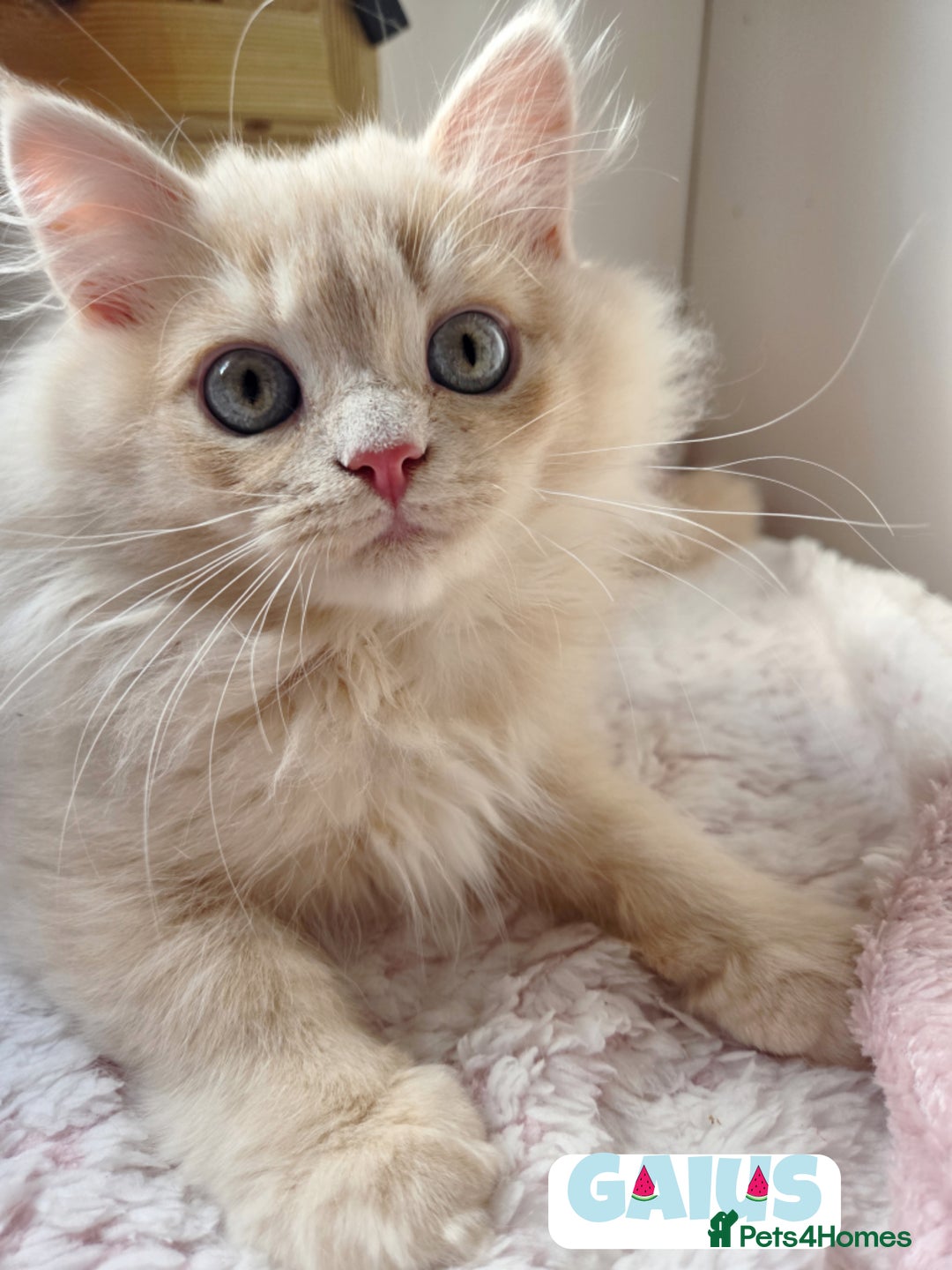 British Shorthair cats for sale: 🌞 last kitten Reduced PRICE British L/H boy  🐾 - Image 10