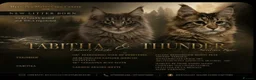 Maine Coon cats for sale: Tica registered pedigree poly Maine Coons. - Advert 13