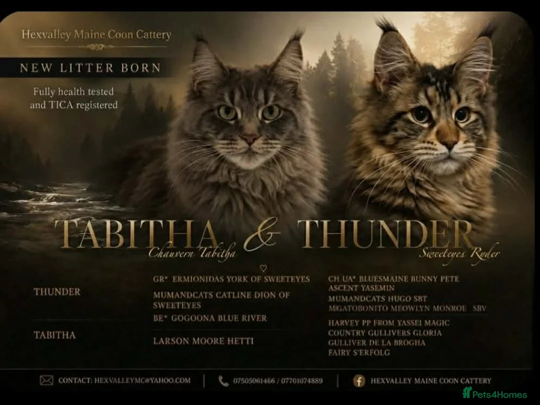 Maine Coon cats for sale: Tica registered DNA tested parents poly Maine Coon - Advert 2