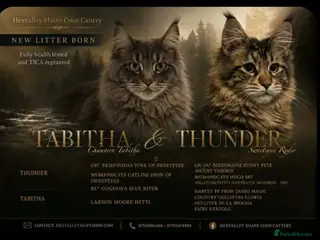 Maine Coon cats Tica registered DNA tested parents poly Maine Coon - Advert 12
