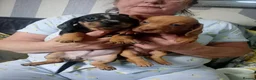 Miniature Dachshund dogs for sale: Dashcund puppys  in Birmingham - Advert 2