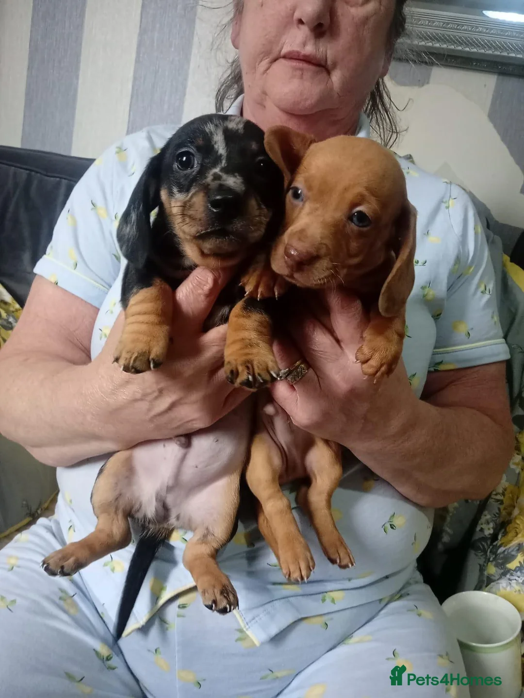 Miniature Dachshund dogs for sale: Dashcund puppys  in Birmingham - Advert 2