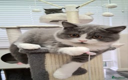 British Shorthair cats for sale: British Shorthair  - Image 3