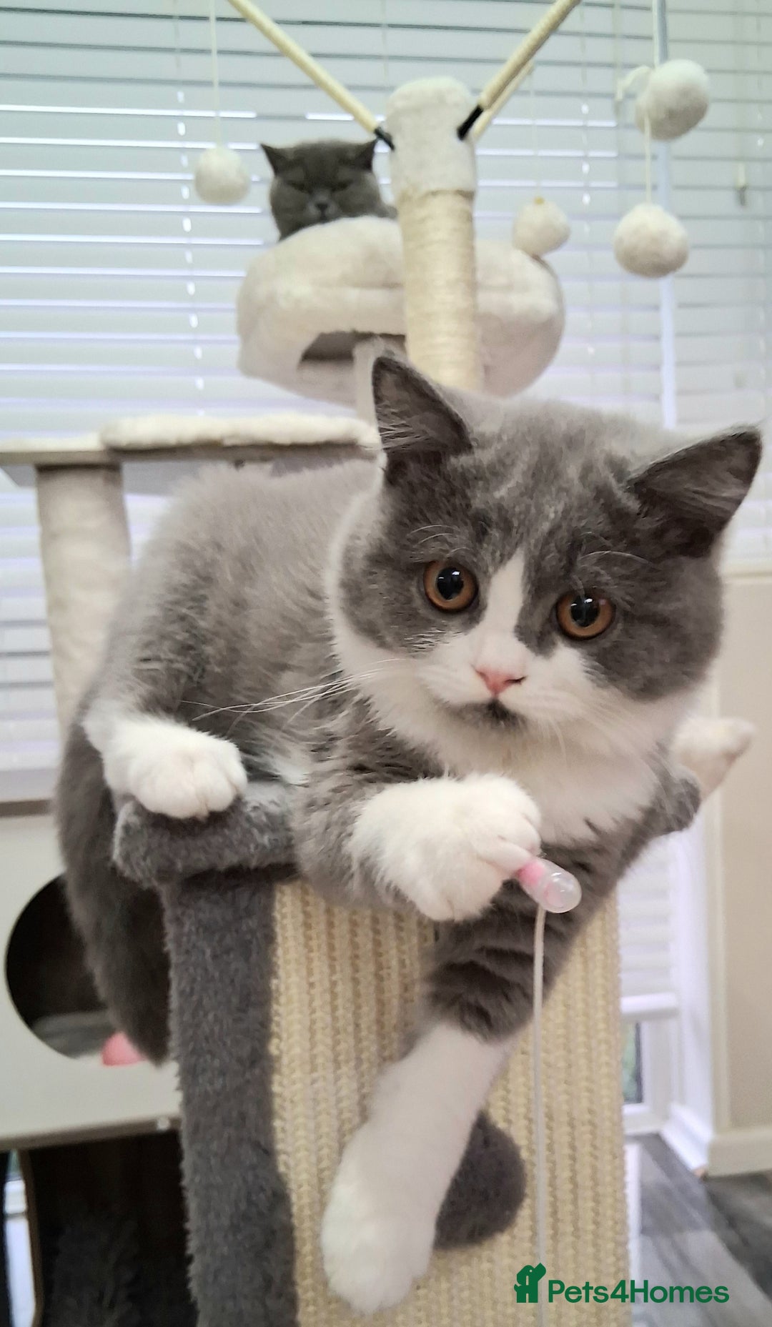 British Shorthair cats for sale: British Shorthair  - Image 3
