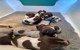German Wirehaired Pointer dogs for sale: German wire-haired pointers   - Image 4