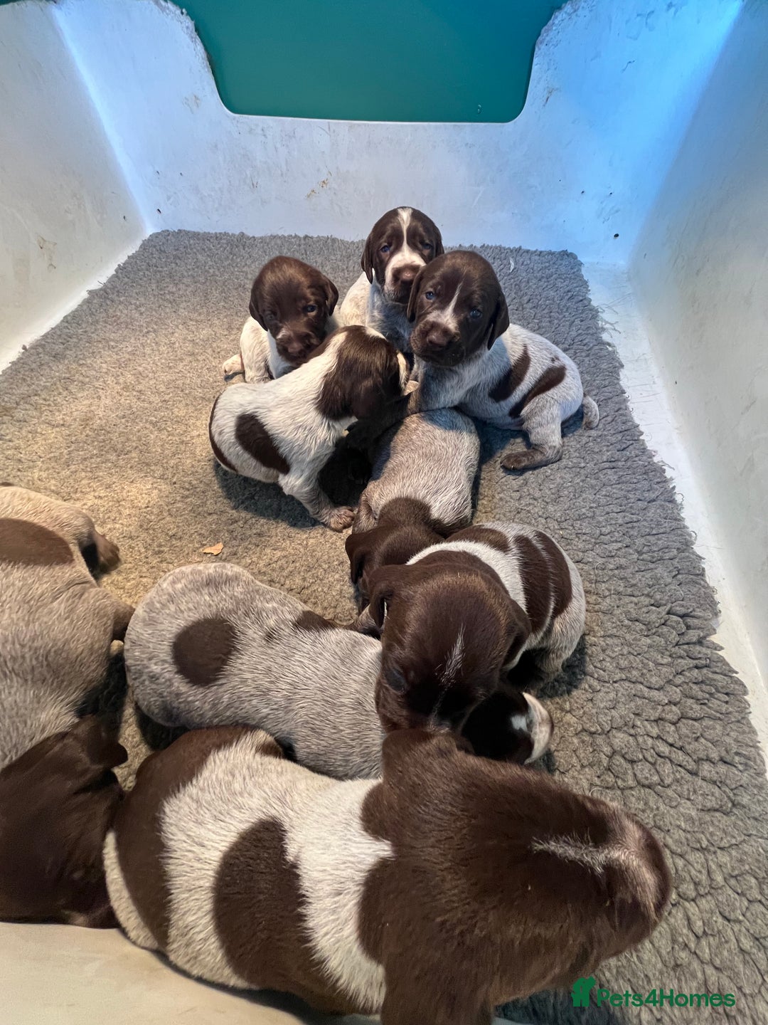 German Wirehaired Pointer dogs for sale: German wire-haired pointers   - Image 4
