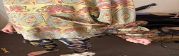 Boa Snake reptiles for sale: Brazilian Rainbow Boa and glass terrarium - Advert 10