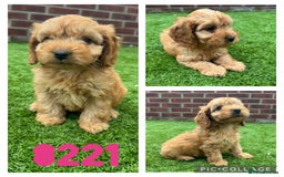 Cockapoo dogs for sale: Beautiful red F1 Cockapoos - Image 3