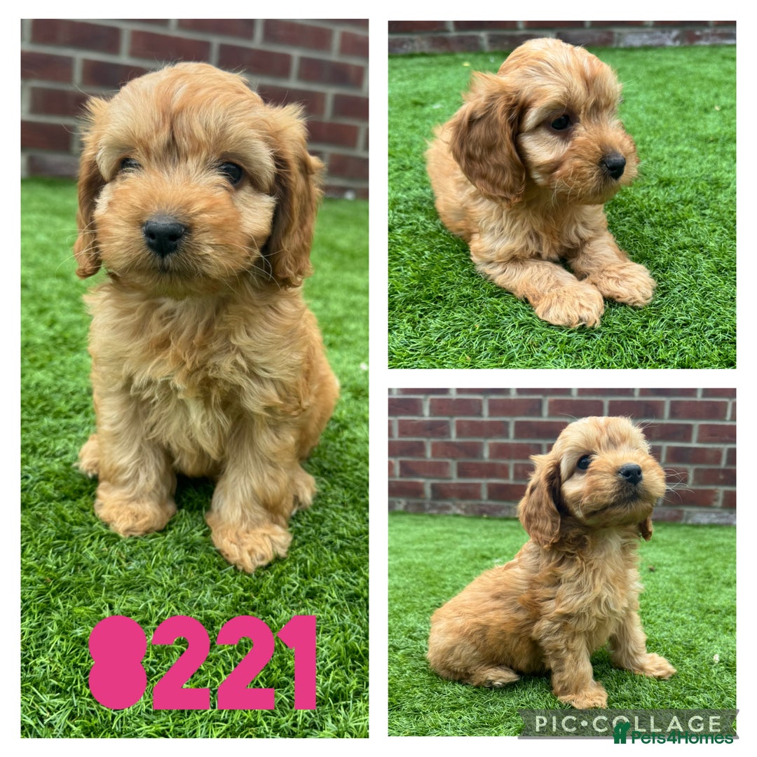 Cockapoo dogs for sale: Beautiful red F1 Cockapoos - Image 3