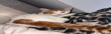 Domestic Shorthair 1