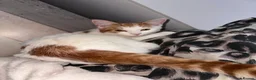 Domestic Shorthair cats for sale: Pancake/ Hunter  in Dudley - Advert 4