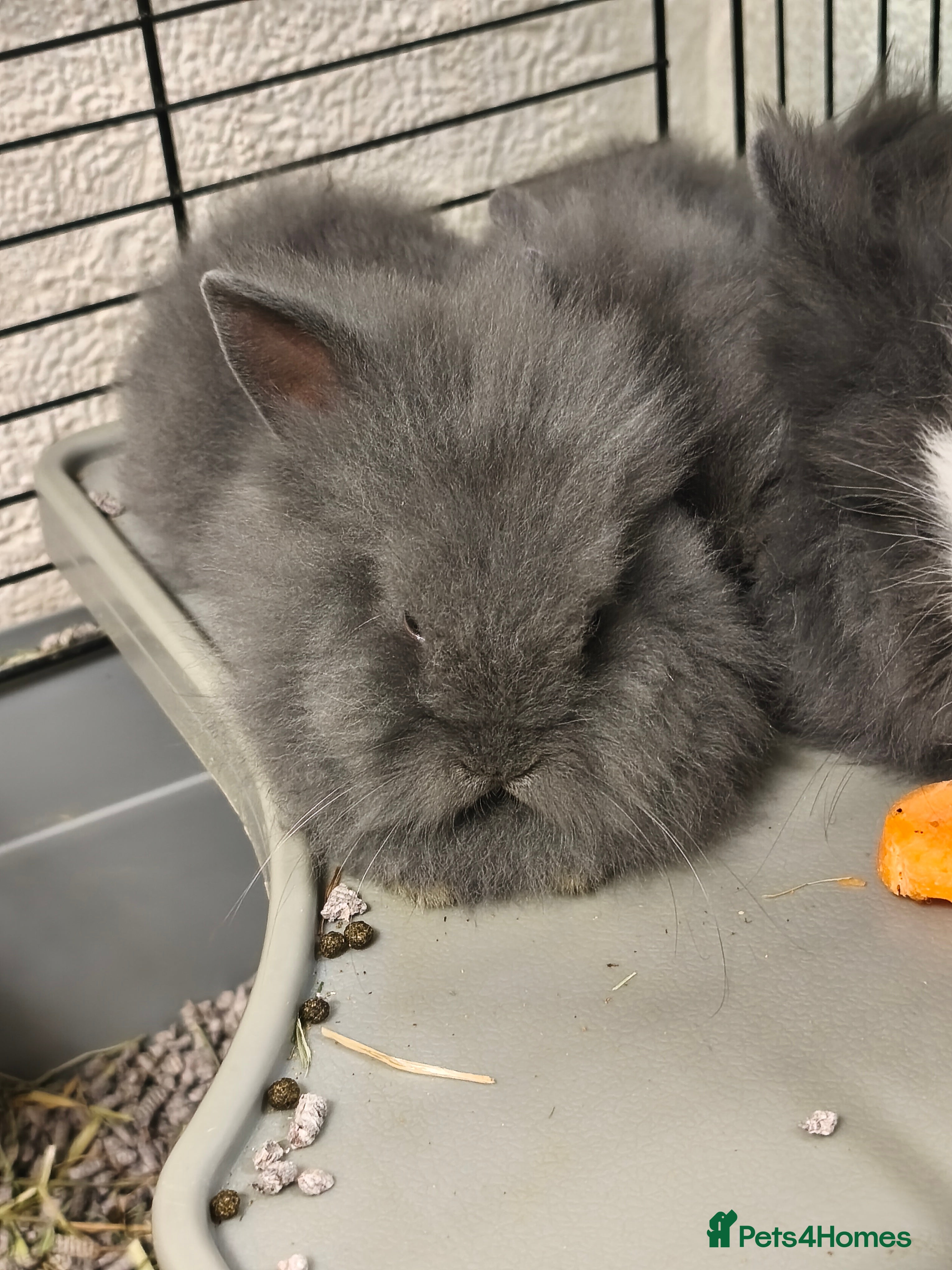 Lionhead rabbits Double lion head baby - Advert 14