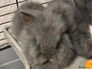 Lionhead rabbits Double lion head baby - Advert 14