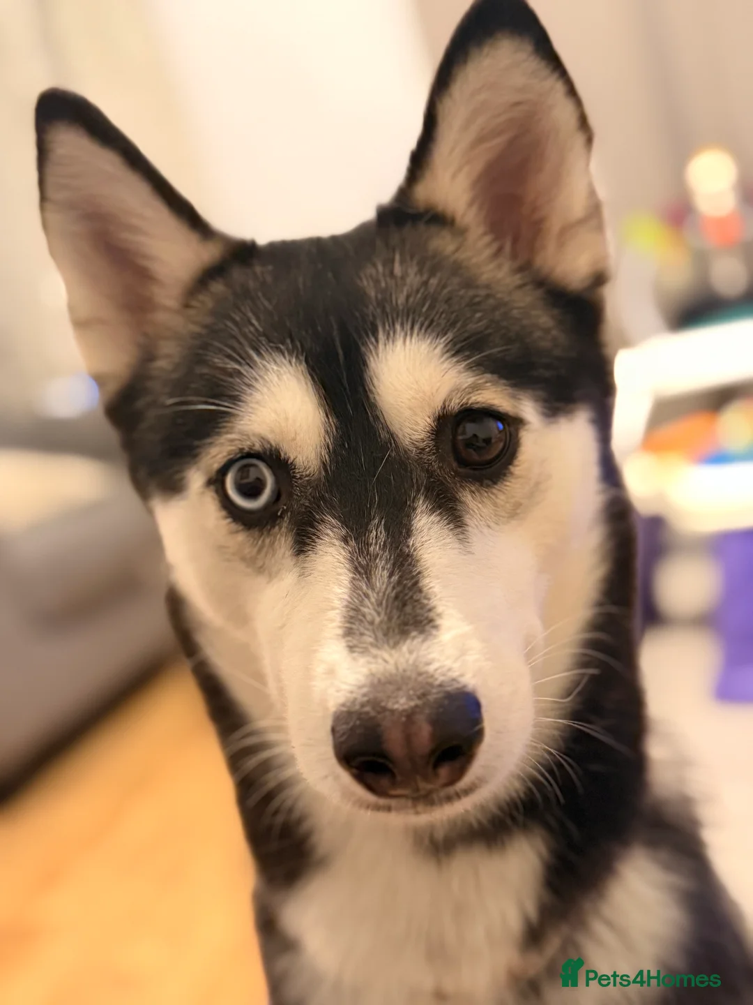 Siberian Husky dogs for sale: Female Siberian Husky needs rehoming  - Advert 4