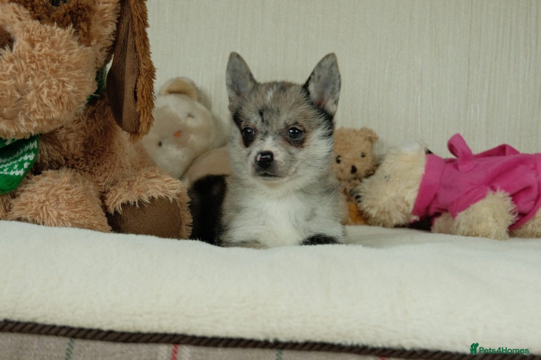 Pomsky dogs for sale: 5 tiny toy pomsky pups - Image 19