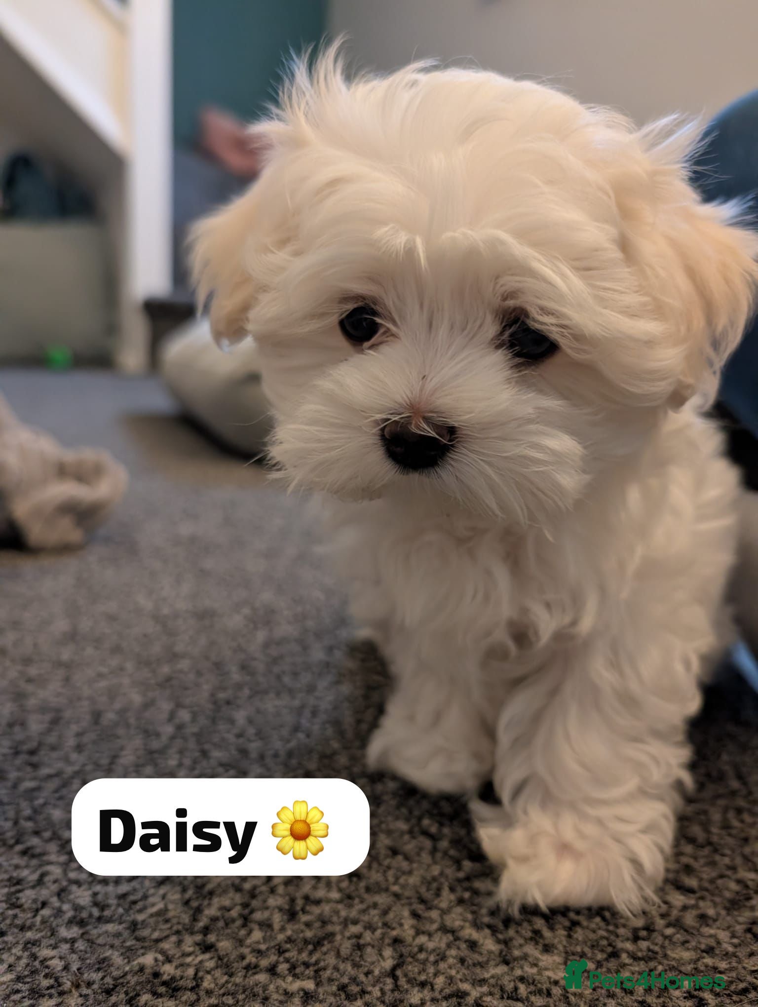 Maltese dogs Adorable KC registered Maltese puppies😍 - Advert 22