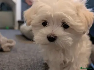 Maltese dogs Adorable KC registered Maltese puppies😍 - Advert 22