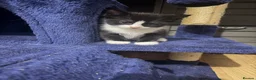 Mixed Breed cats for sale: 2 beautiful kittens for sale . Cat for sale  in Bromley - Advert 5