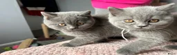 British Shorthair cats for sale: British short /longhair gccf  kittens  - Advert 17