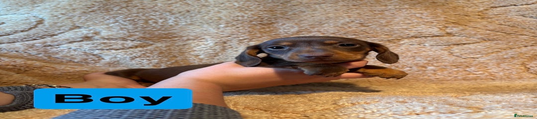 Miniature Dachshund Puppy 3