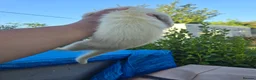 Ferret rodents for sale: Stunning part angora kits for sale - Advert 5
