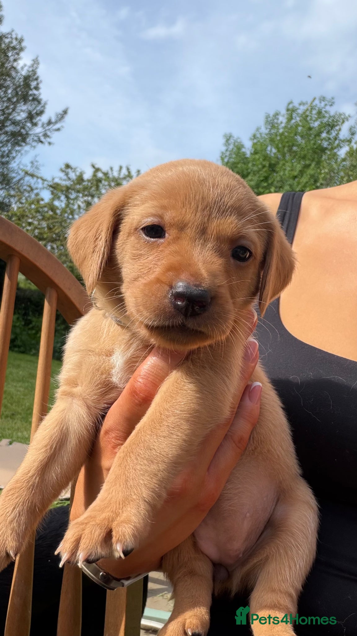 Labrador Retriever dogs for sale: Fox Red Working Labrador Puppies - Advert 15