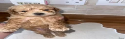 Maltipoo dogs for sale: Tiny toy teddy faced Maltipoo puppies  - Advert 19