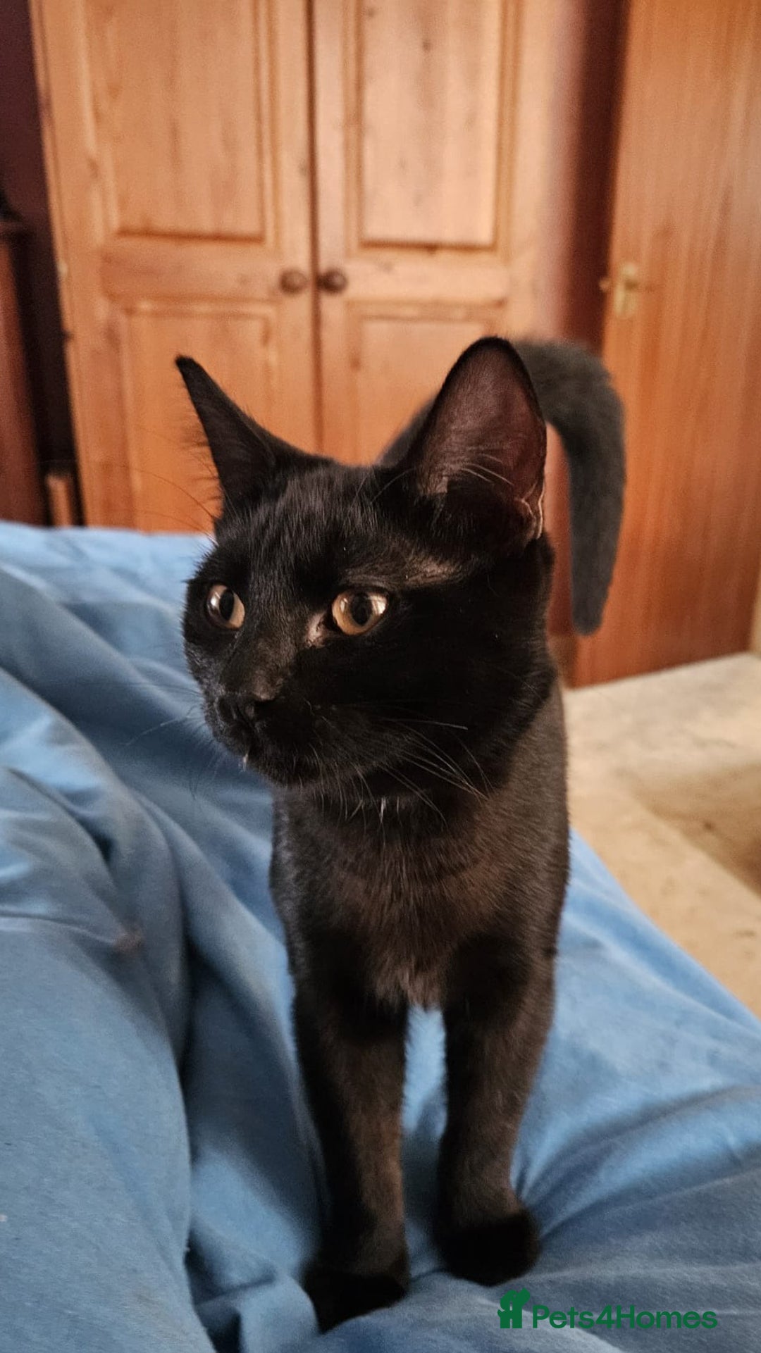 Mixed Breed cats for sale: Male and Female Kitten - Image 13