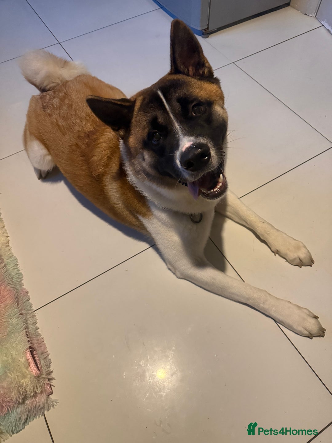 Akita dogs for sale: Akita - Image 1