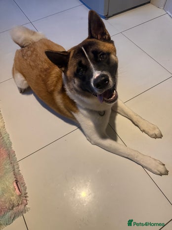 Akita dogs - Advert 1