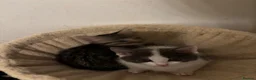 Mixed Breed cats for sale: Kittens for sale asap - Advert 9