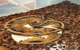 Python Snake reptiles for sale:  Various Ball Pythons special offer this weekend in Bromsgrove - Image 11