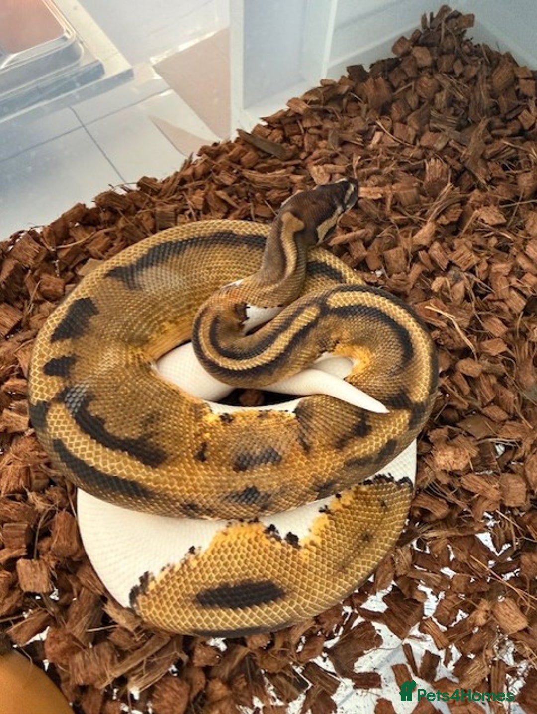 Python Snake reptiles for sale:  Various Ball Pythons special offer this weekend in Bromsgrove - Image 11