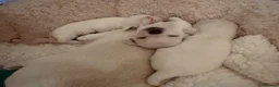 Chihuahua dogs for sale: Adorable Chihuahua Puppies Ready for Loving Homes - Advert 15