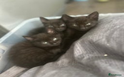 Bombay cats for sale: 3 kittens - Image 2