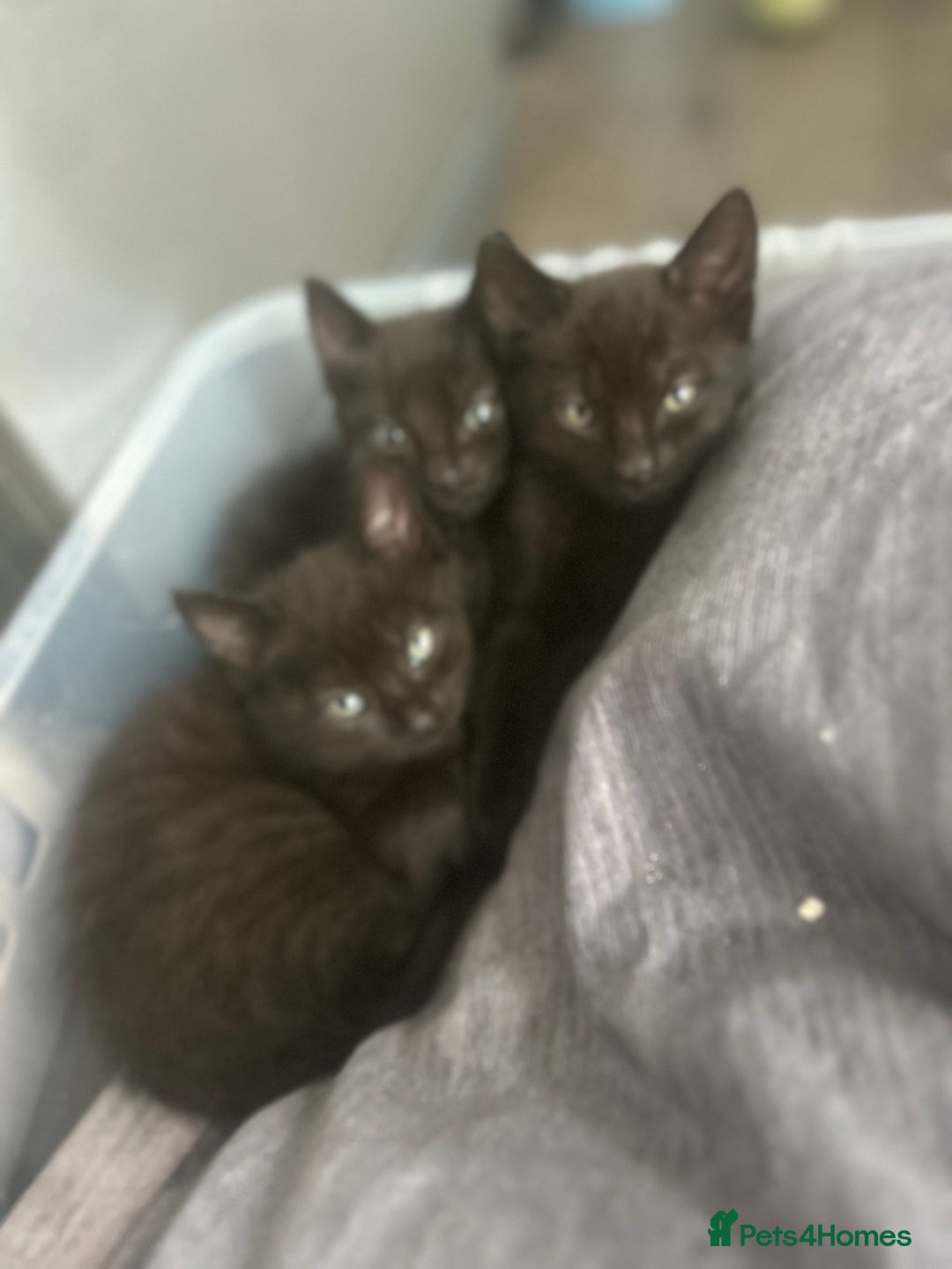 Bombay cats for sale: 3 kittens - Image 2