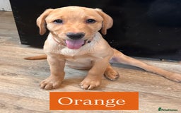 Labrador Retriever dogs for sale: Labrador puppies in Colne - Image 10
